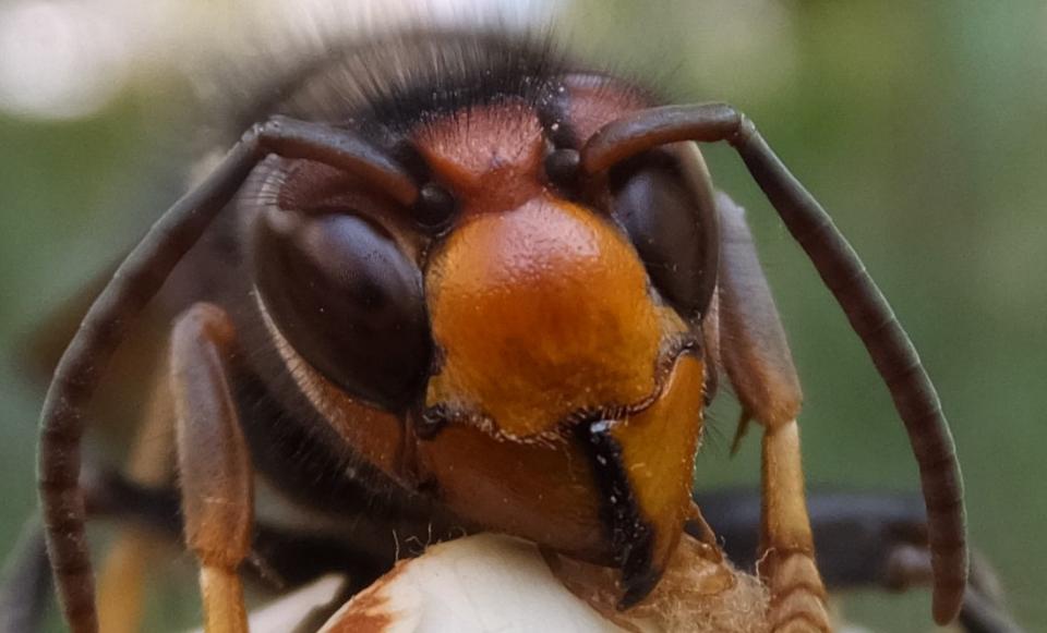 vespa velutina nigritorax vespa asiatica