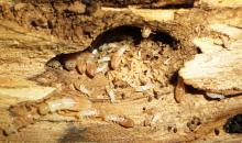 Termiter, Kalotermes Flavicollis, termita de la fusta seca, Tractament Termites,